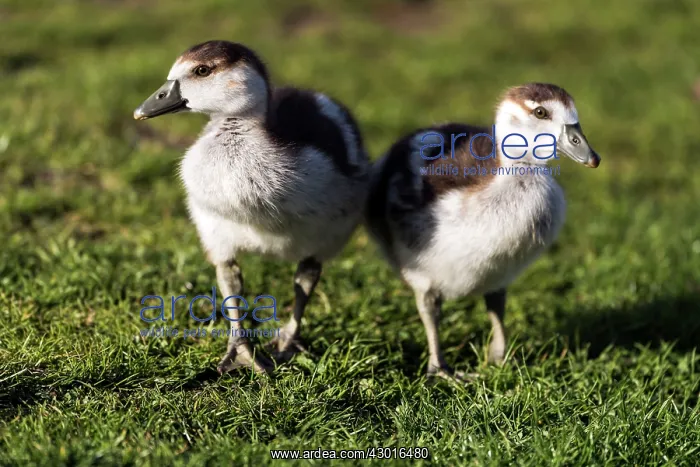  : Egyptian Goose chicks on the ground