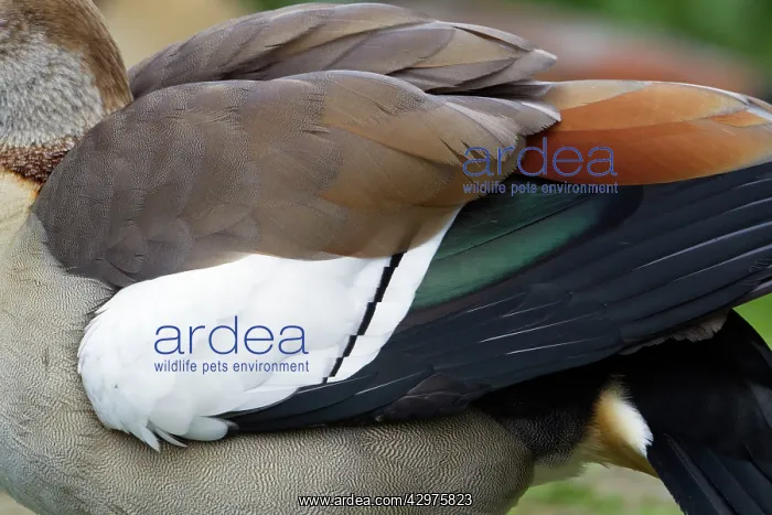 : Egyptian Goose - detailed study of wing feathers : Egyptian Goose - detailed study of wing feathers