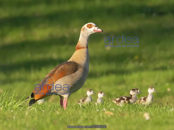 : Egyptian Goose, female parent bird with goslings on a park green : Egyptian Goose, female parent bird with goslings on a park green