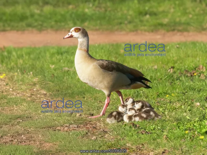 : Egyptian Goose, female parent bird with resting goslings on park green : Egyptian Goose, female parent bird with resting goslings on park green
