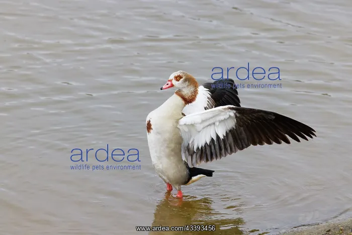  : Egyptian Goose - flapping wings Alopochen aegyptiaca