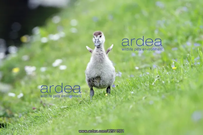 : Egyptian Goose - gosling shaking off water - on meadow : Egyptian Goose - gosling shaking off water - on meadow