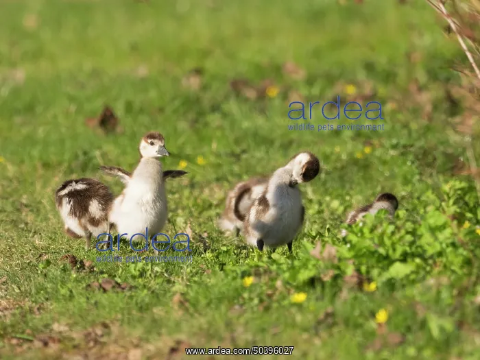 : Egyptian Goose, goslings on a park green : Egyptian Goose, goslings on a park green
