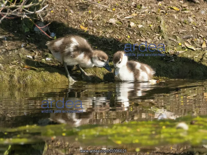 : Egyptian Goose, two goslings standing at the edge of a lake : Egyptian Goose, two goslings standing at the edge of a lake