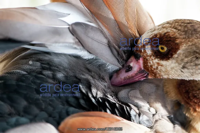 : Egyptian Goose grooming : Egyptian Goose grooming