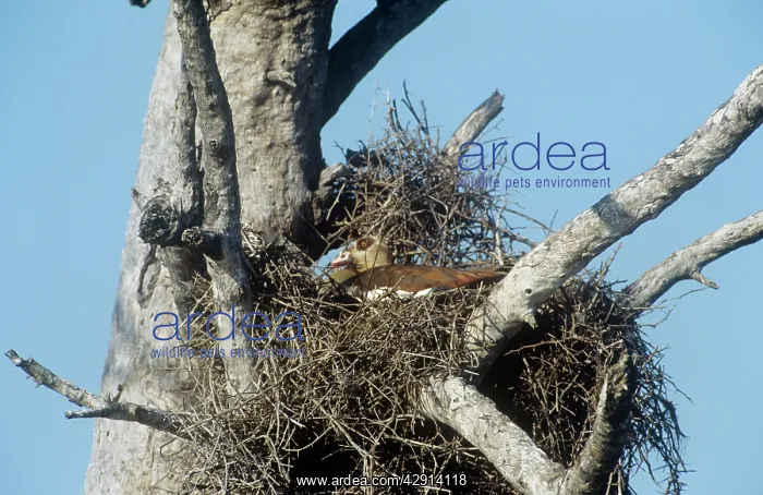 : Egyptian Goose - nesting on top of a buffalo weaver nest : Egyptian Goose - nesting on top of a buffalo weaver nest