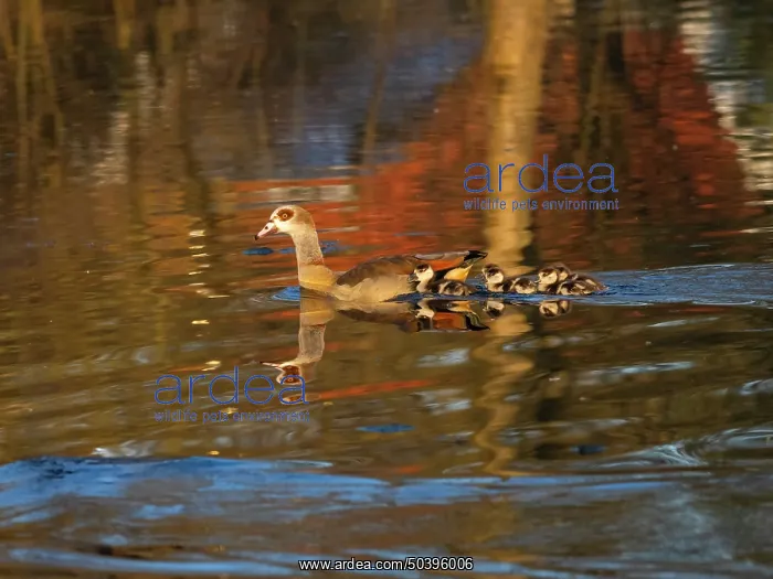 : Egyptian Goose, North Hesse, Germany : Egyptian Goose, North Hesse, Germany