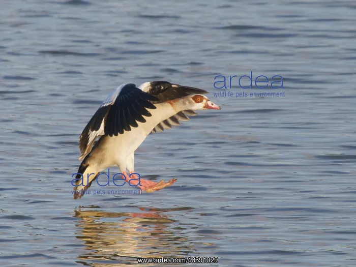 : Egyptian Goose o' coming in to land Alopochen aegyptiaca : Egyptian Goose o' coming in to land Alopochen aegyptiaca