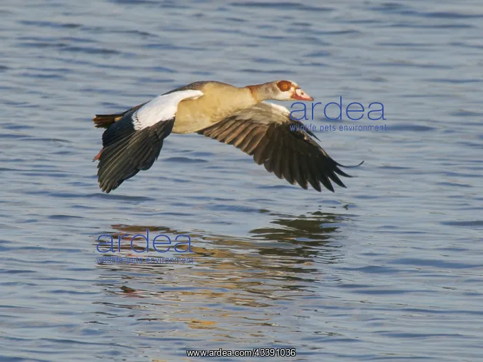 : Egyptian Goose o' coming in to land Alopochen aegyptiaca : Egyptian Goose o' coming in to land Alopochen aegyptiaca