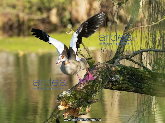  : Egyptian Goose, in take -off flight from branch over a lake