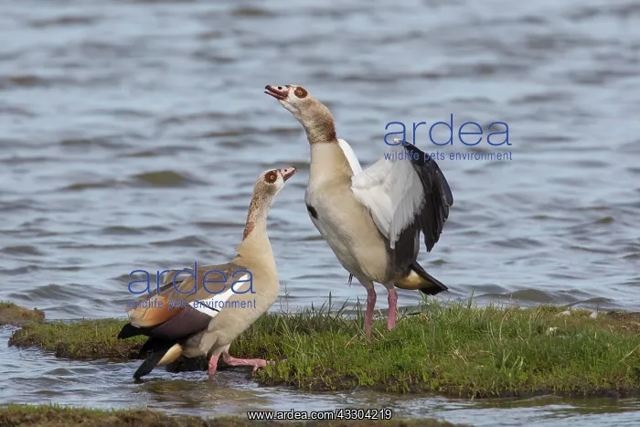 : Egyptian Goose - pair - Germany : Egyptian Goose - pair - Germany