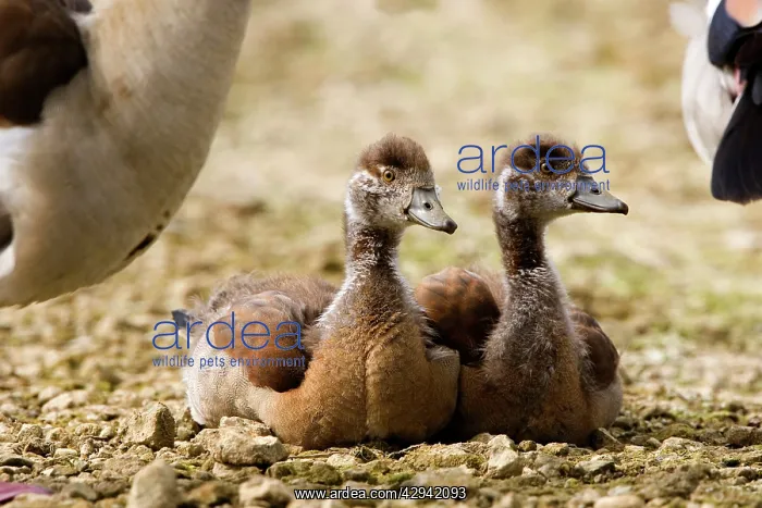 : Egyptian Goose - Pair of goslings resting : Egyptian Goose - Pair of goslings resting