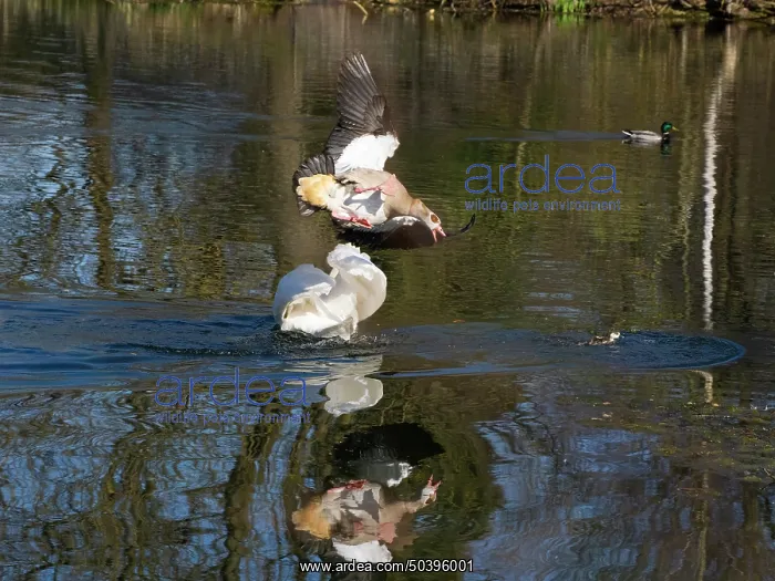 : Egyptian Goose, parent bird attacking an intruding male Mute swan (Cygnus olor) : Egyptian Goose, parent bird attacking an intruding male Mute swan (Cygnus olor)