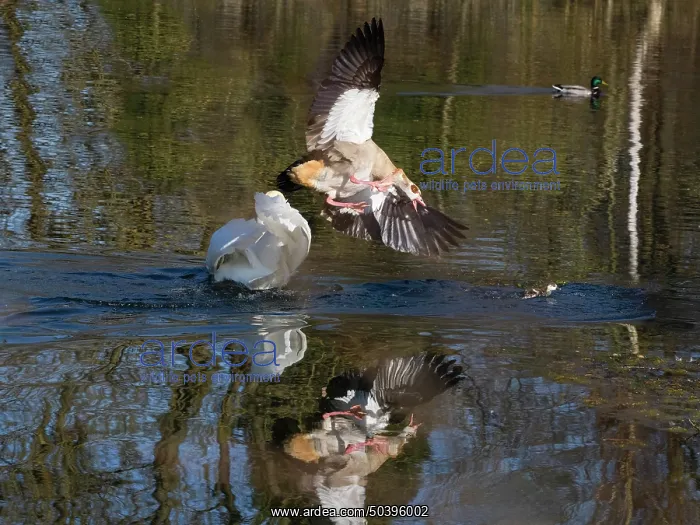 : Egyptian Goose, parent bird attacking an intruding male Mute swan (Cygnus olor) : Egyptian Goose, parent bird attacking an intruding male Mute swan (Cygnus olor)