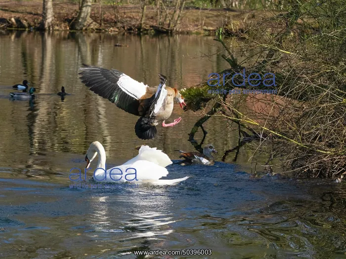 : Egyptian Goose, parent bird attacking an intruding male Mute swan (Cygnus olor) : Egyptian Goose, parent bird attacking an intruding male Mute swan (Cygnus olor)
