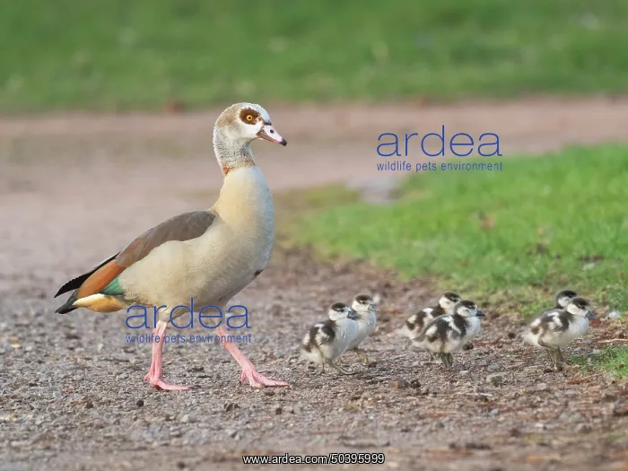 : Egyptian Goose, parent bird with goslings : Egyptian Goose, parent bird with goslings