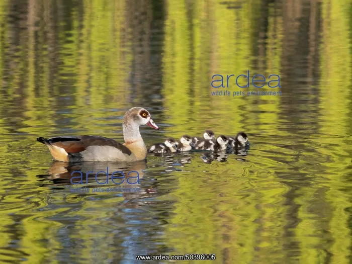: Egyptian Goose, parent bird with goslings : Egyptian Goose, parent bird with goslings