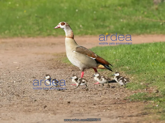 : Egyptian Goose, parent bird with goslings : Egyptian Goose, parent bird with goslings