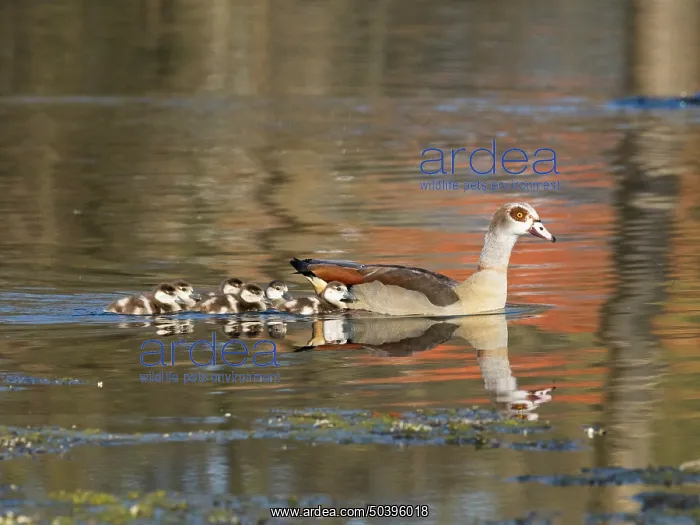 : Egyptian Goose, parent bird with goslings : Egyptian Goose, parent bird with goslings