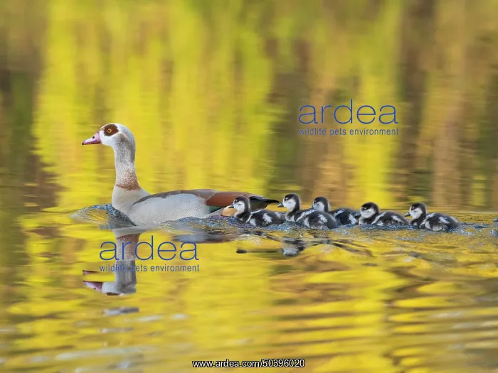 : Egyptian Goose, parent bird with goslings : Egyptian Goose, parent bird with goslings