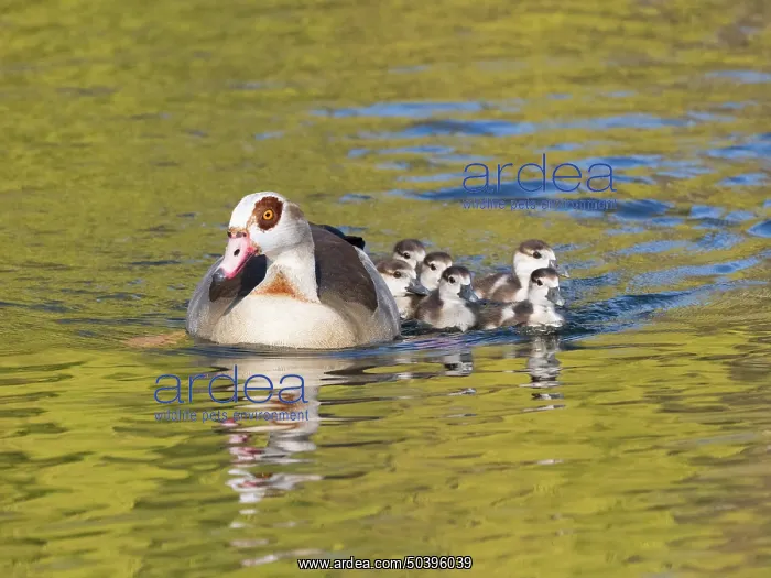 : Egyptian Goose, parent bird with goslings : Egyptian Goose, parent bird with goslings