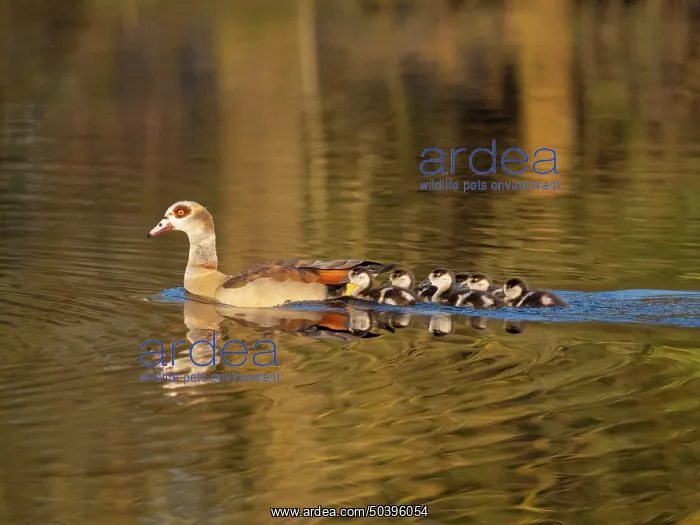 : Egyptian Goose, parent bird with goslings : Egyptian Goose, parent bird with goslings