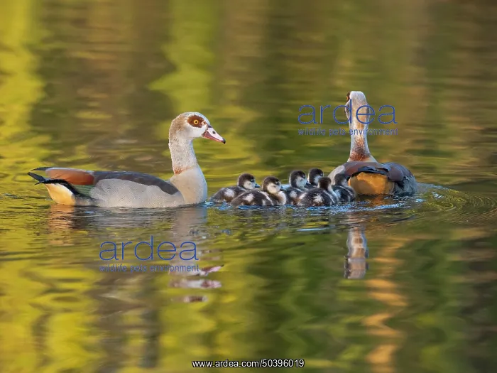 : Egyptian Goose, parent birds with goslings : Egyptian Goose, parent birds with goslings