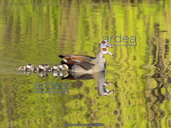 : Egyptian Goose, parent birds with six goslings : Egyptian Goose, parent birds with six goslings
