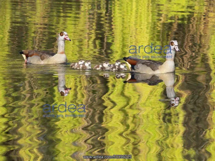 : Egyptian Goose, parent birds with six goslings : Egyptian Goose, parent birds with six goslings