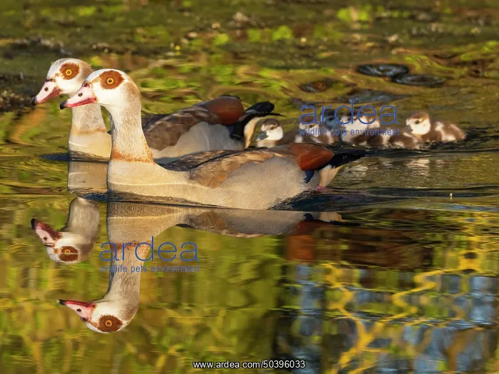 : Egyptian Goose, parent birds with six goslings : Egyptian Goose, parent birds with six goslings