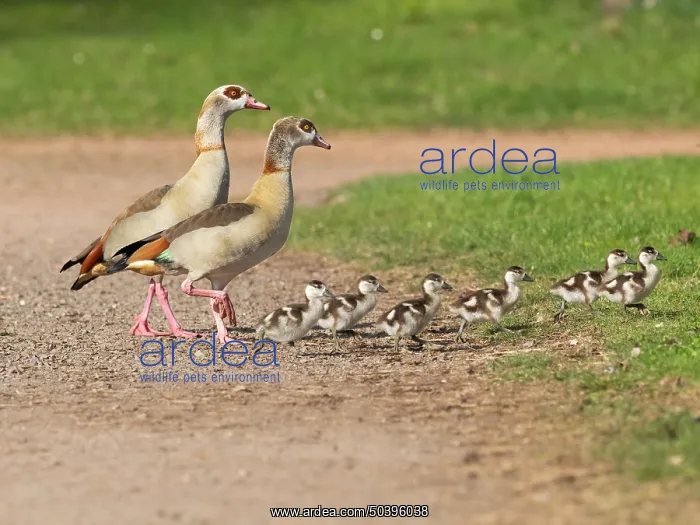 : Egyptian Goose, parent birds with goslings : Egyptian Goose, parent birds with goslings