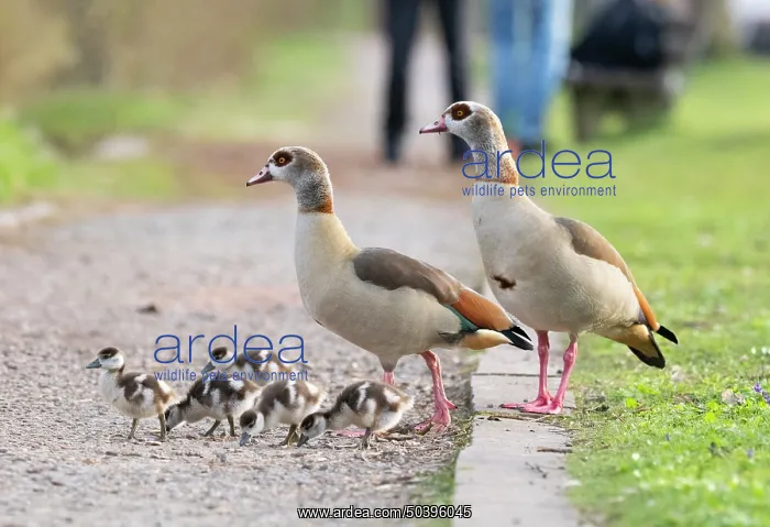 : Egyptian Goose, parent birds with goslings : Egyptian Goose, parent birds with goslings
