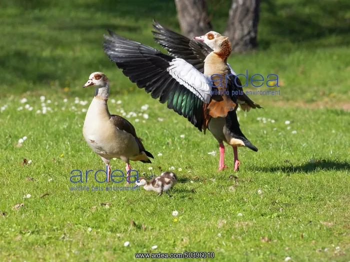 : Egyptian Goose, parent birds with goslings in a park : Egyptian Goose, parent birds with goslings in a park