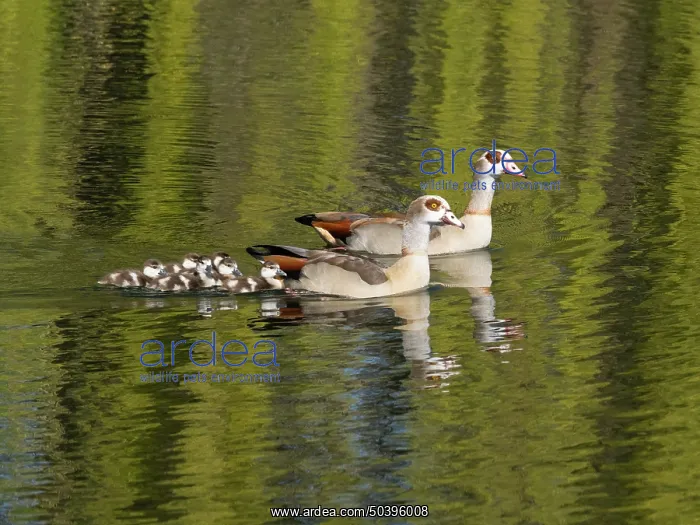  : Egyptian Goose, parent birds with six goslings swimming across a lake