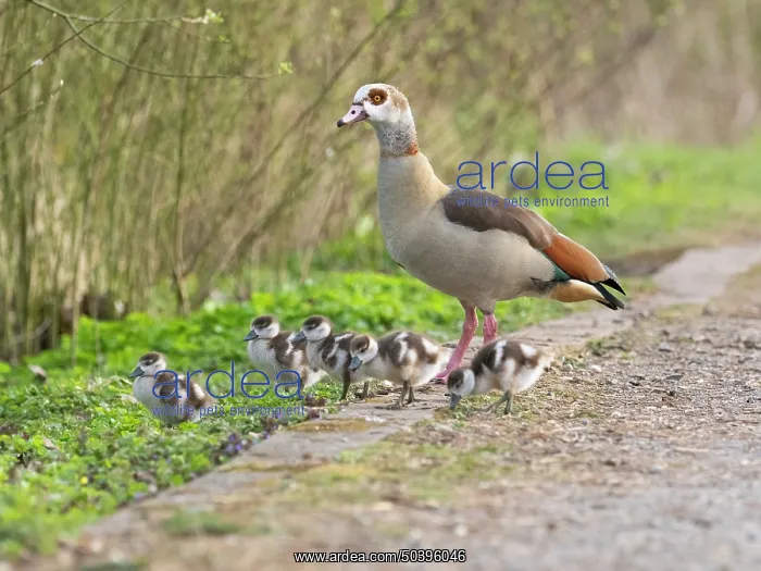 : Egyptian Goose, parent female; bird with six goslings : Egyptian Goose, parent female; bird with six goslings