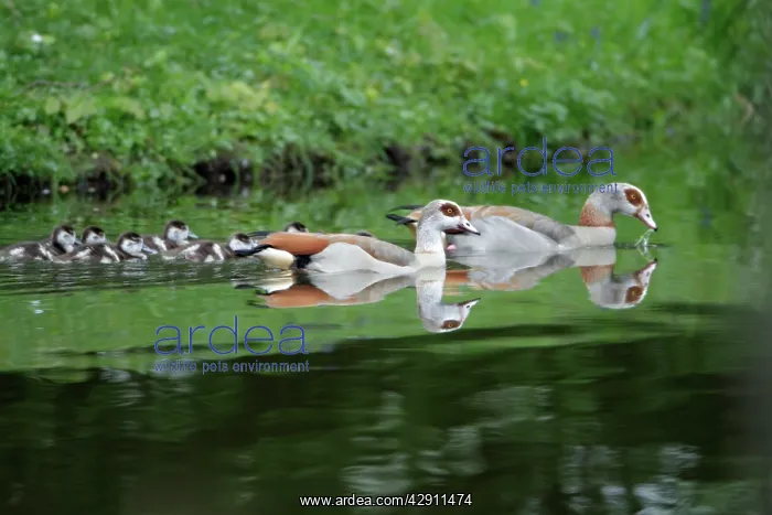 : Egyptian Goose - parents with goslings on lake : Egyptian Goose - parents with goslings on lake