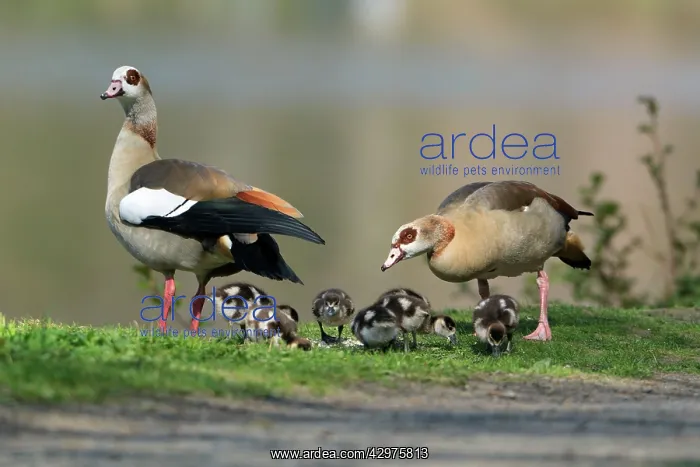 : Egyptian Goose - parents with young goslings in park : Egyptian Goose - parents with young goslings in park