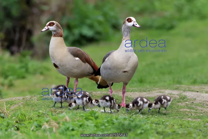 : Egyptian Goose - parents with young goslings in park : Egyptian Goose - parents with young goslings in park