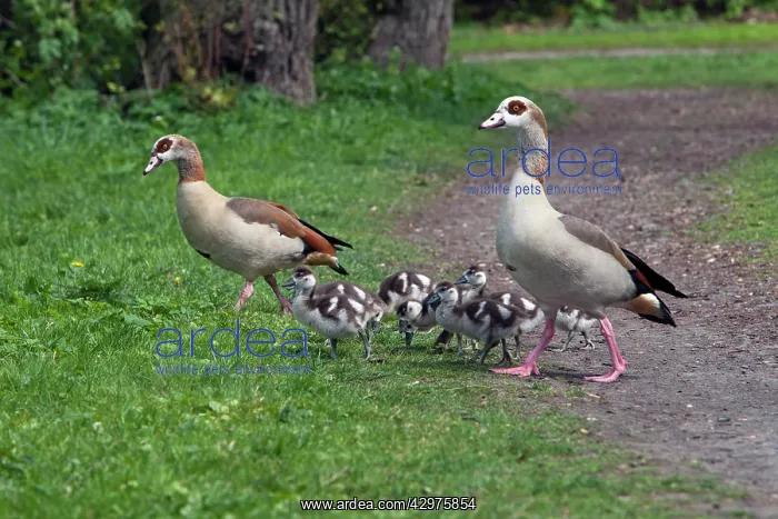 : Egyptian Goose - parents with young goslings in park : Egyptian Goose - parents with young goslings in park