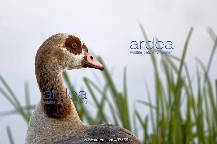 : Egyptian goose at the pond : Egyptian goose at the pond