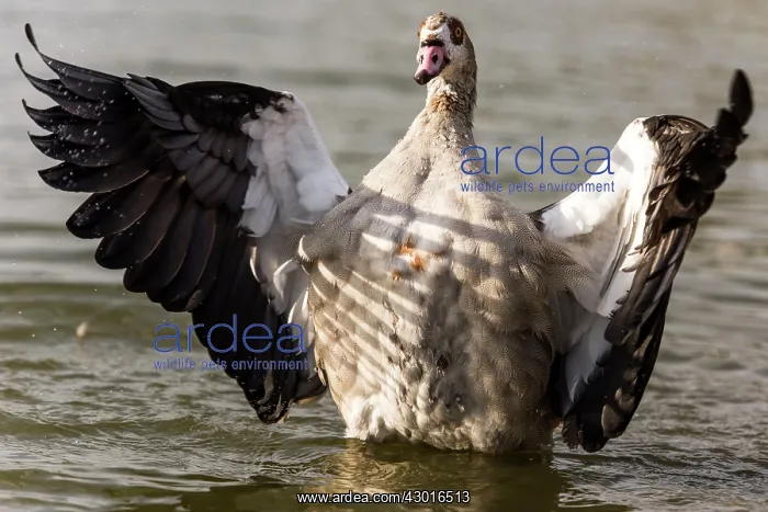 : Egyptian Goose standing in water with its wings open : Egyptian Goose standing in water with its wings open