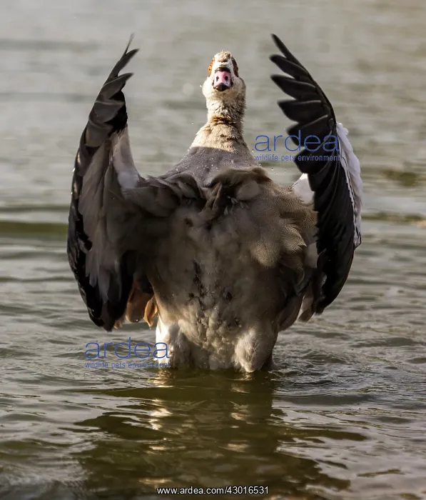 : Egyptian Goose standing in water with its wings open : Egyptian Goose standing in water with its wings open