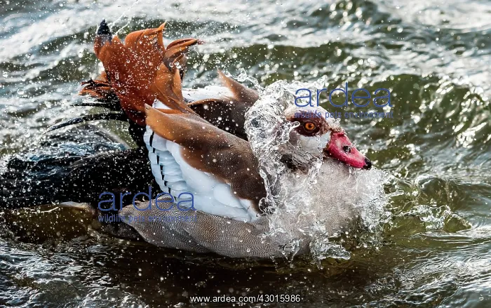  : Egyptian Goose in the water