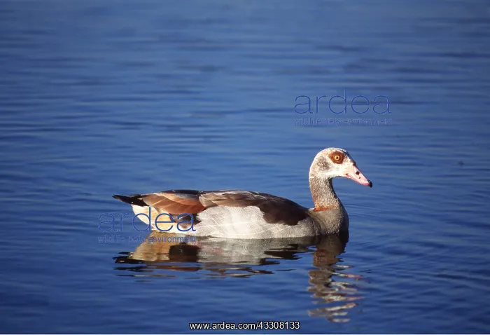 : EGYPTIAN GOOSE - IN WATER : EGYPTIAN GOOSE - IN WATER