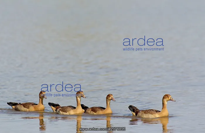 : Egyptian Goose - four young : Egyptian Goose - four young