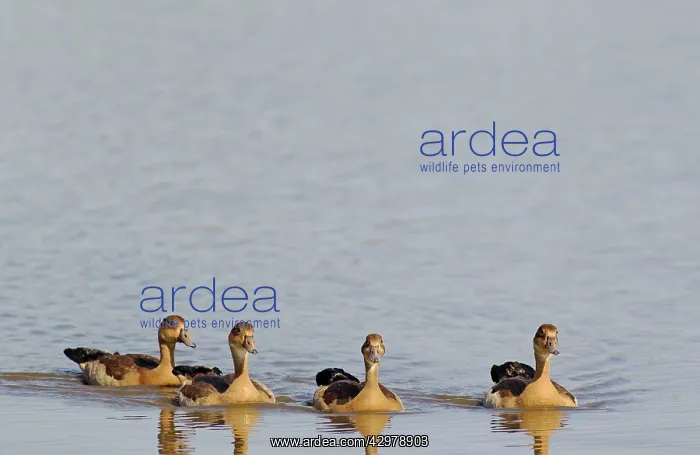 : Egyptian Goose - four young : Egyptian Goose - four young