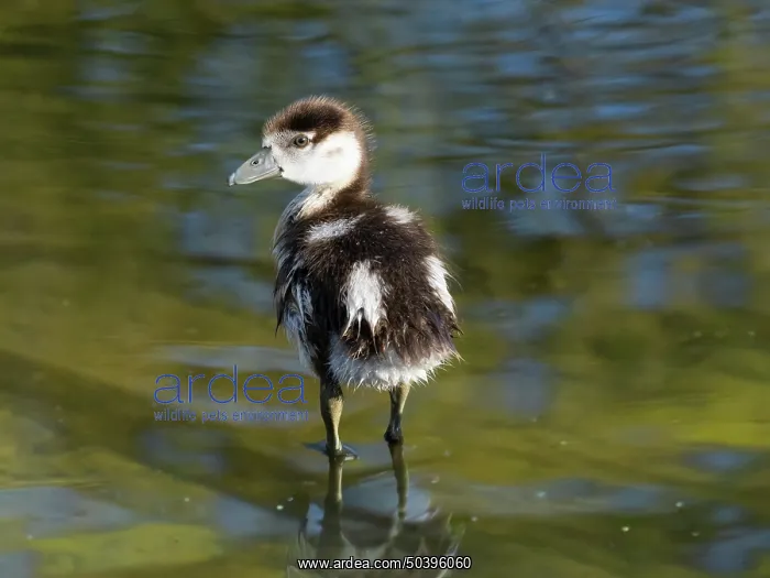 : Egyptian goose, young gosling resting at the edge of a lake : Egyptian goose, young gosling resting at the edge of a lake