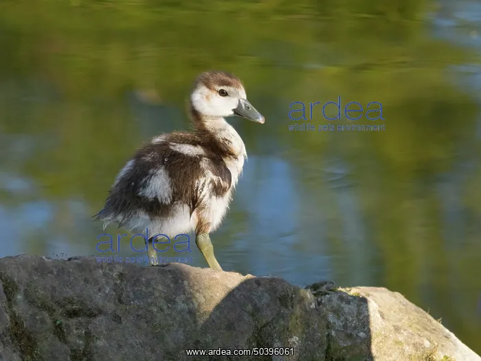 : Egyptian goose, young gosling resting at the edge of a lake : Egyptian goose, young gosling resting at the edge of a lake
