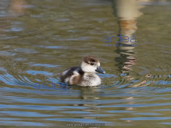 : Egyptian goose, young gosling swimming across a lake : Egyptian goose, young gosling swimming across a lake