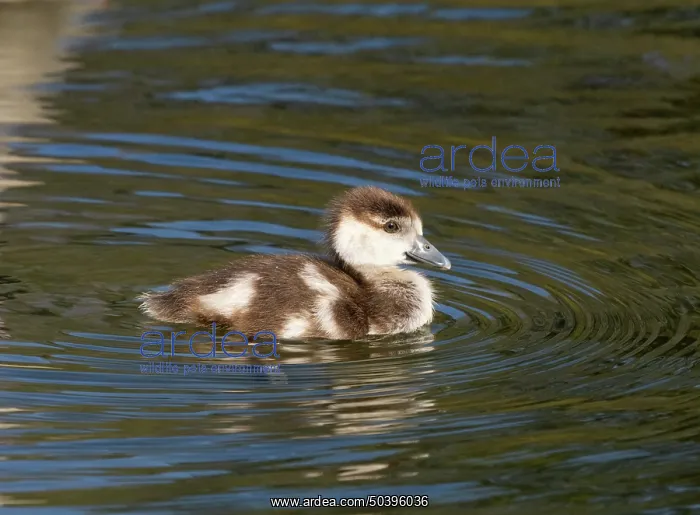 : Egyptian goose, young gosling swimming across a lake : Egyptian goose, young gosling swimming across a lake